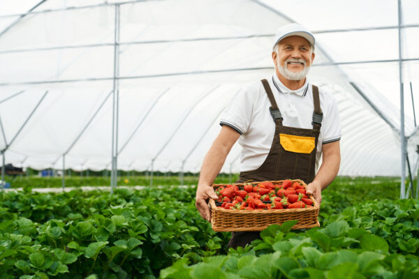 Panier de fraises